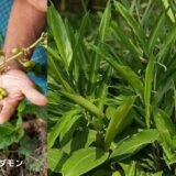 アロマ辞典（カルダモン）