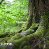 アロマ辞典（コパイバ）