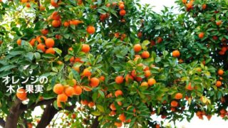 アロマ辞典（オレンジ）