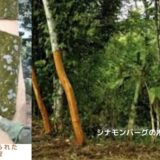 アロマ辞典（シナモンバーク）