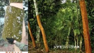 アロマ辞典（シナモンバーク）