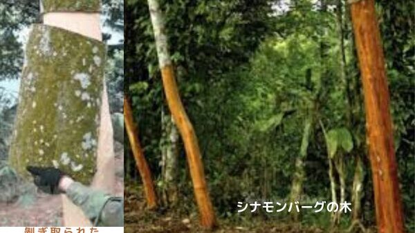 アロマ辞典（シナモンバーク）