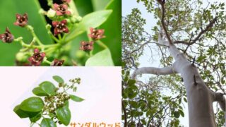 アロマ辞典（サンダルウッド・白檀）