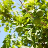 アロマ辞典（グリーンマンダリン）